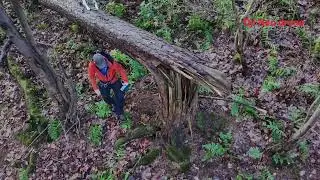 Jed the Border Collie tree climbing with bloopers