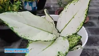 How to care Aglonima plant.