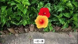 公園里的小瀑布