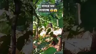 বানর কিভাবে ভয় দেখায় মানুষকে দেখুন_#monkey#power#forest#bangladesh