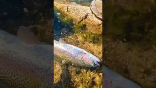 Big Trout Out Of Big Bear Lake #fishing #bigbearlake #california