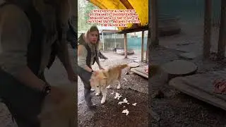 Reading the Pack Dynamics