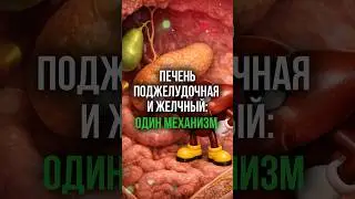 Liver, pancreas, and gallbladder: one mechanism#fattyhepatosis #hepatosis #fattyliver #steatosis