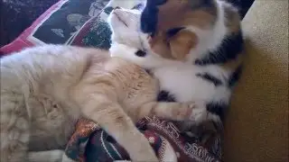 CGI Illuminati Cats: Bravo Sahara Programming (Flat Earth Fun)  v.2