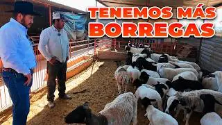CRECE EL NEGOCIO DE LAS BORREGAS | Rancho Cinco Talentos
