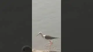 #beautiful #beauty #cute  beautiful birds, cute birds shorts video, birds shorts,#birds #nature