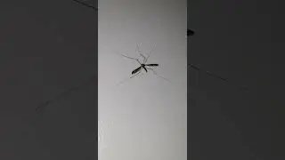 Leptotarsus huttoni #nzinsect #nzbugs #뉴질랜드곤충