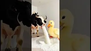 Marvelous Dancing Polish Cow funny duckling cow dance Cow Song Cow Videos cow farm shark cow milk