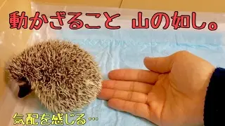 ハリネズミの慣らし方【さわりかた】How to practice the hedgehog