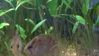 Nandus nebulosus