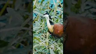 African Jacana