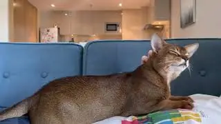 Abyssinian cat #animals