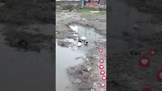 Duck Feeding in water #pets #short