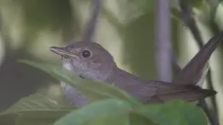 słowik szary juv. Awifauna Doliny Krzny