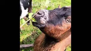 Wildziege😍mit Nachwuchs #nature