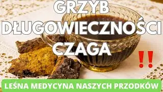 Grzyb długowieczności. Leśna medycyna naszych przodk&oacute;w. CZAGA 