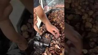 How to Open the Shell of Cashew Nuts