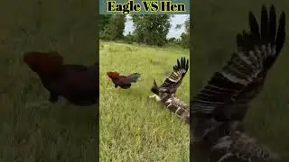 Eagle And Hen Amezing fight