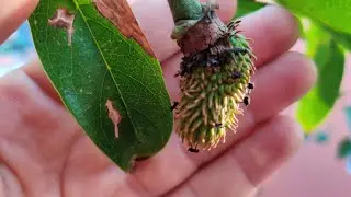Como fazer fruta da graviola vingar, NUNCA mais perca 1 fruta com está técnica!!!