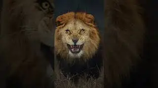 Did you know the story behind this image? #lion #photography #danger #animals #nature #wildlife