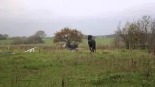 The Donkey Movie