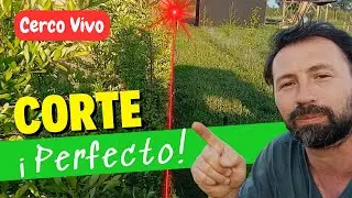 Poda Perfecta y F&aacute;cil para Nivelar un Cerco Vivo