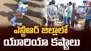Urea Crisis in NTR District : ఎన్టీఆర్ జిల్లాలో యూరియా కష్టాలు - TV9