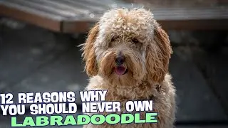 12 Reasons Why You Should Never Own a Labradoodle! 🚫🐶