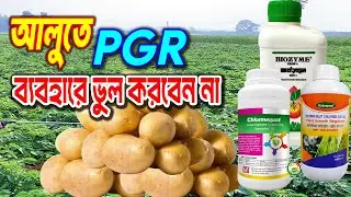আলুর ফলন ৩০–৪০% বাড়াতে কোন PGR সবচেয়ে কার্যকর। আলু চাষ