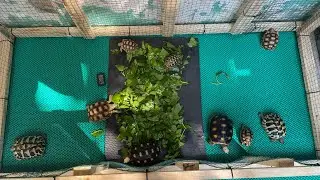 SARAPAN DI KANDANG OUTDOOR! | SULCATA, REDFOOT, CHERRYHEAD, HERMANNI, GREEK 🇮🇩 🐢