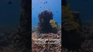 The Yellowstripe Goatfish calling our reef home