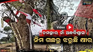 ନିମ ଗଛରୁ ଝରୁଛି କ୍ଷୀର- ଚମତ୍କାର ନାଁ ଅନ୍ଧବିଶ୍ୱାସ❓ #milk #gushing #neem #tree #miracle or #superstition