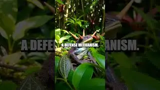 The Astonishing Fact About Hairy Frogs!