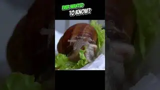 Ever Wondered? What A Snail Eating Close Up Looks Like. Now You Know.