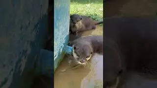 Otter Pushan doesn&rsquo;t like to be filmed without permission #otter #attack #cute