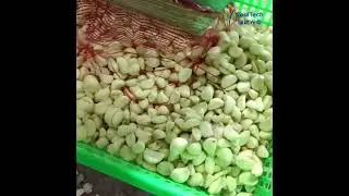 RealTech BL30 Garlic Sorting #machine #colorsorter #garlicmachine
