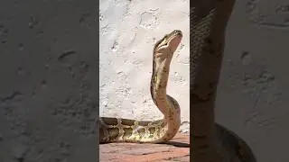 😱 Giant Python Invades a House 🐍🏠 | Terrifying Snake Attack on Village Home!