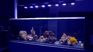 Видеоблог 33: Флагманский аквариум Peninsula Reef