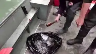 Alaska Fly-in Silver Salmon Fishing - Alaska Fish On