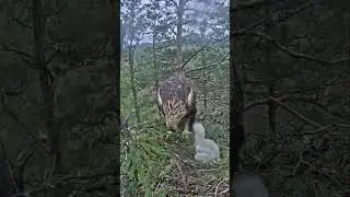 [P1032] Review birds nest life, mom birds brings food to feed her babies in their nest #birdslover