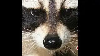 Revealing the Secret of Animal Removals in NJ. What Could it Be? Call (862) 658-2086