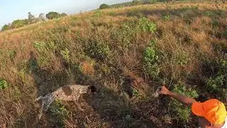 Caceria de perdices con perro nuevo | Temporada 2025