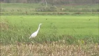 ARDEIDAE ardea alba