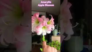 Amaryllis Apple Blossom  #amaryllis #amarilis #lirios