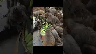 Feeding one box cucumber to monkeys #feedinganimal