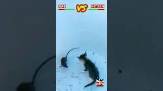 Rat VS Kitten, Who is the Loser? #tomandjerry
