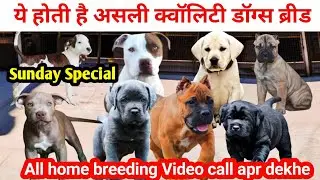Sunday special ❤️ | 📷 Video call available | Cane corso unique color | Pitbull | Labrador for sale