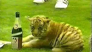 Der FCK und die drei Tiger