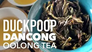 Tea Tasting &ndash; Duckpoop Dancong Oolong Tea