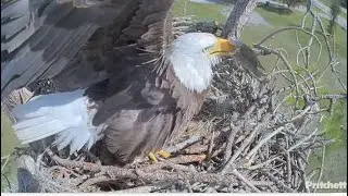 SWFL Eagles ~ M15 Brings F23 A Fish Gift 🎁 Afternoon Delight Mating! Twisted Puzzle Sticks! 10.22.25